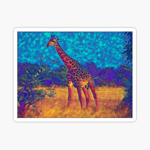 Giraffe eating leaves at South Luangwa National Park in Zambia. Jungle safari art print. Art Print Sticker