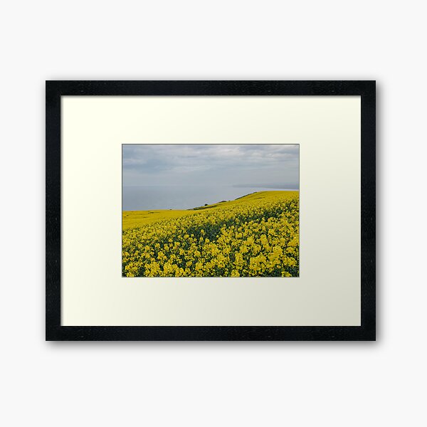 Rapeseed Field, Cleveland Way, North Yorkshire Framed Art Print