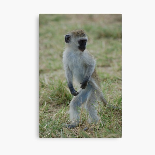 Dancing Monkey Canvas Print