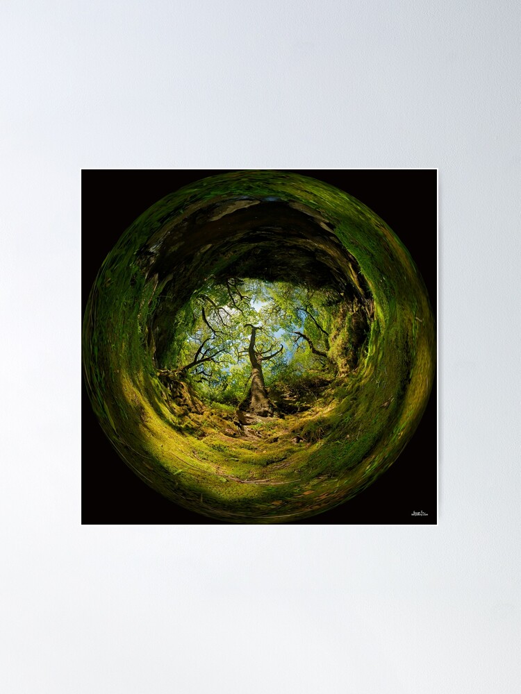 Alternate view of Ness Glen, Mystical Irish Wood Poster