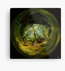 Ness Glen, Mystical Irish Wood Metal Print