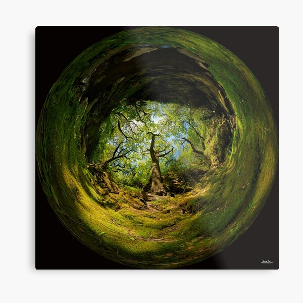 Ness Glen, Mystical Irish Wood Metal Print
