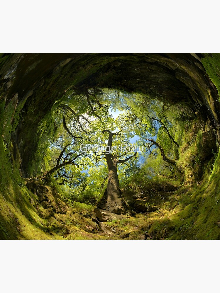 Ness Glen, Mystical Irish Wood by VeryIreland