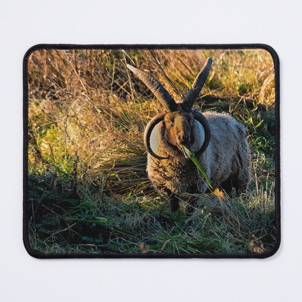 Item preview, Rare breed sheep in pasture designed and sold by Violaman.