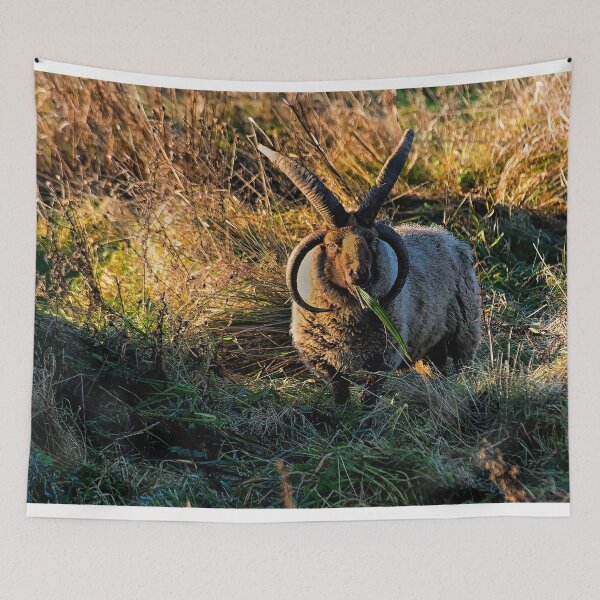 Item preview, Rare breed sheep in pasture designed and sold by Violaman.