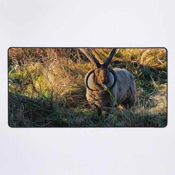 Item preview, Rare breed sheep in pasture designed and sold by Violaman.