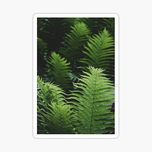 Luscious Green Ferns - Photography Sticker
