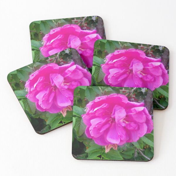 Item preview, Pink Rose in the rain designed and sold by Shulie1.