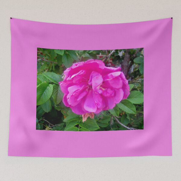 Item preview, Pink Rose in the rain designed and sold by Shulie1.