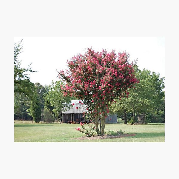 Artikelvorschau, Mimosa Tree entworfen und verkauft von Janet Ellen Lusk.
