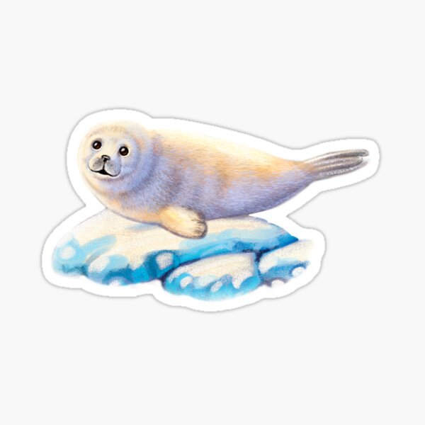 Baby Seal Sticker