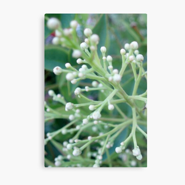 Bamboo Flower Buds Metal Print