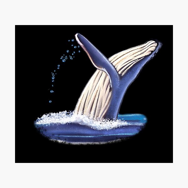 Breaching Whale Photographic Print
