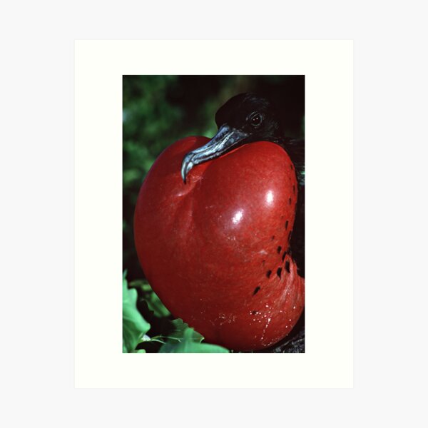 It's big, it's red, and it's all yours baby... Art Print