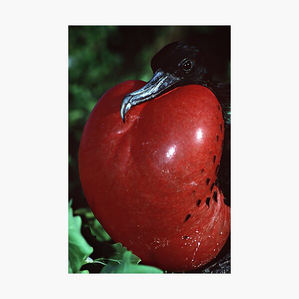 It's big, it's red, and it's all yours baby... Photographic Print