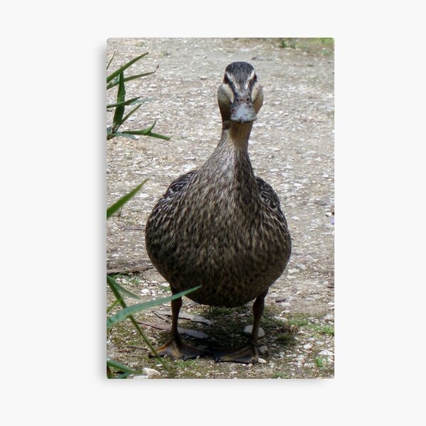 Mother Duck Canvas Print