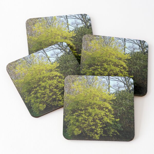 Item preview, Evergreen Bush in Early Morning Light designed and sold by BlueMoonRose.
