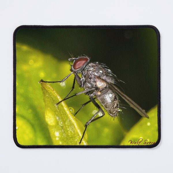 Item preview, Colour Macros in the Rain (14) designed and sold by Wolf Sverak Photography.