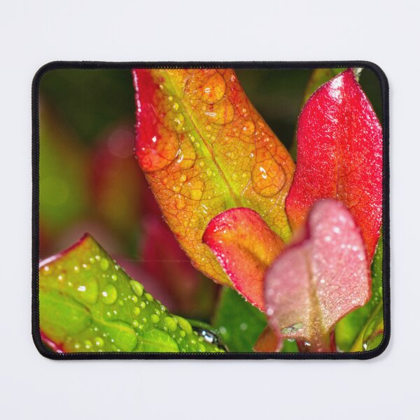 Item preview, Colour Macros in the Rain (13) designed and sold by Wolf Sverak Photography.