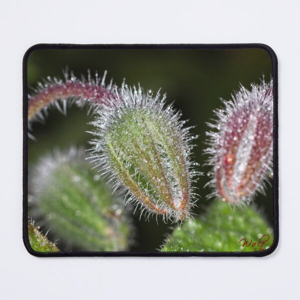 Item preview, Colour Macros in the Rain (10) designed and sold by Wolf Sverak Photography.