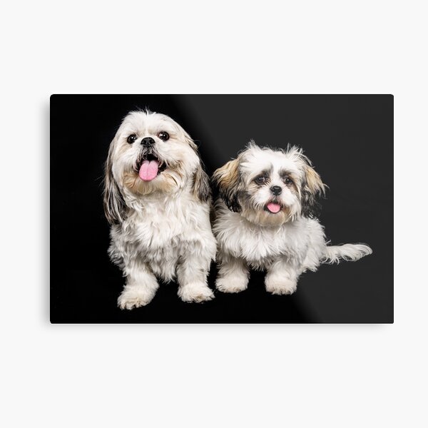 Timmy and Biscuit Metal Print