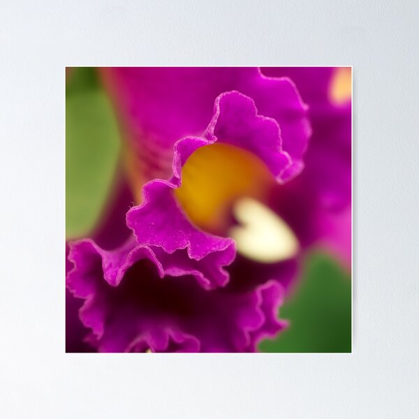 Item preview, Petal love designed and sold by Art in Nature.