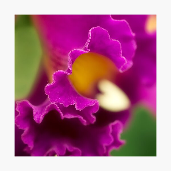 Item preview, Petal love designed and sold by Art in Nature.
