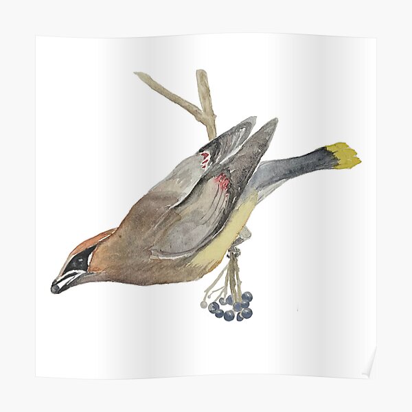 Cedar Waxwing With Berry Poster