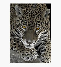 Suni Photographic Print