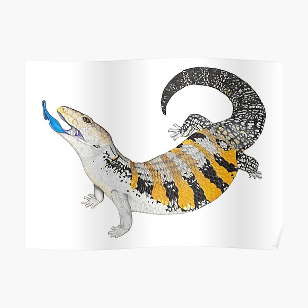 Blue Tongue Skink Poster