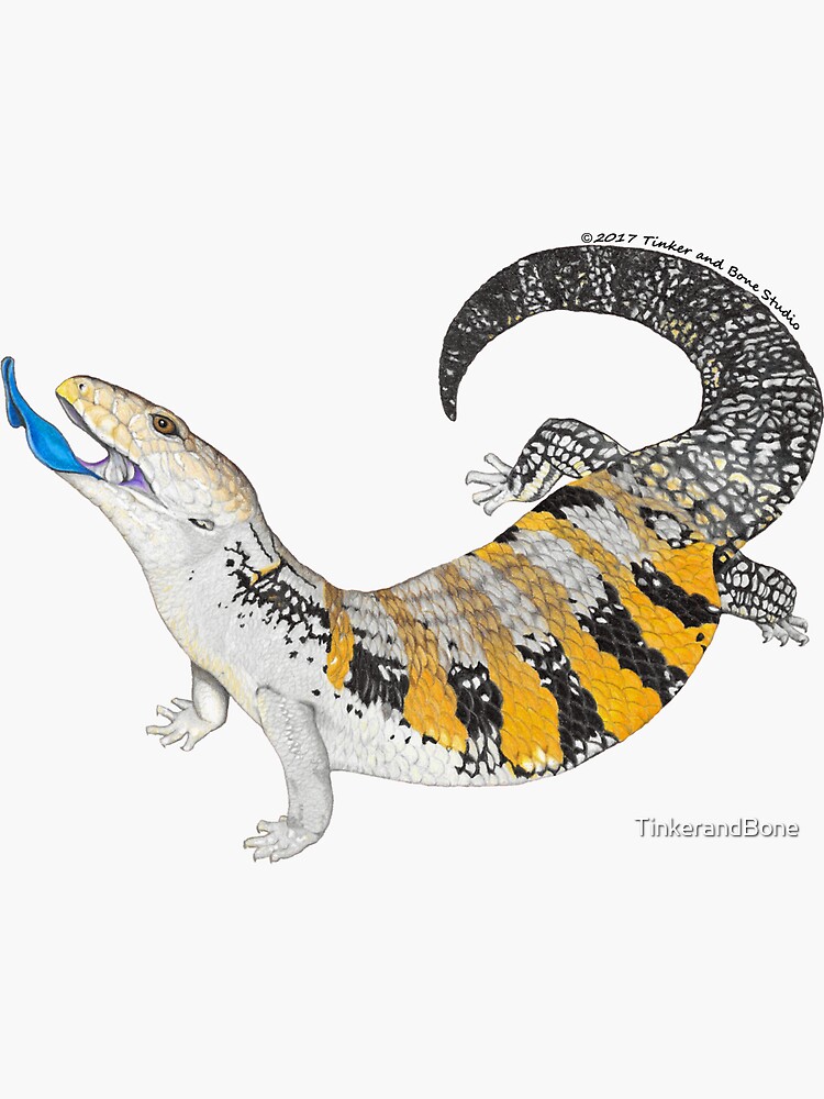 Thumbnail 3 of 3, Sticker, Blue Tongue Skink designed and sold by TinkerandBone.