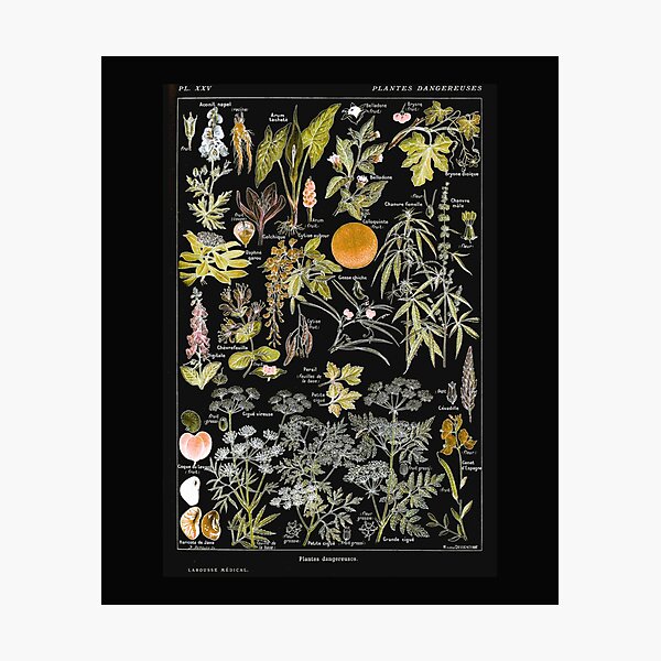 Adolphe Millot Plantes dangereuses B dangerous plants B Photographic Print