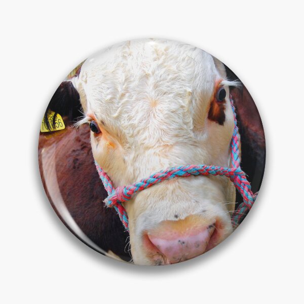 Item preview, Pedigree Hereford Cow Cattle designed and sold by AndyEvansPhotos.