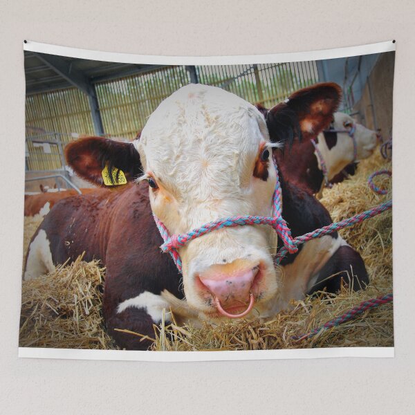 Item preview, Pedigree Hereford Cow Cattle designed and sold by AndyEvansPhotos.