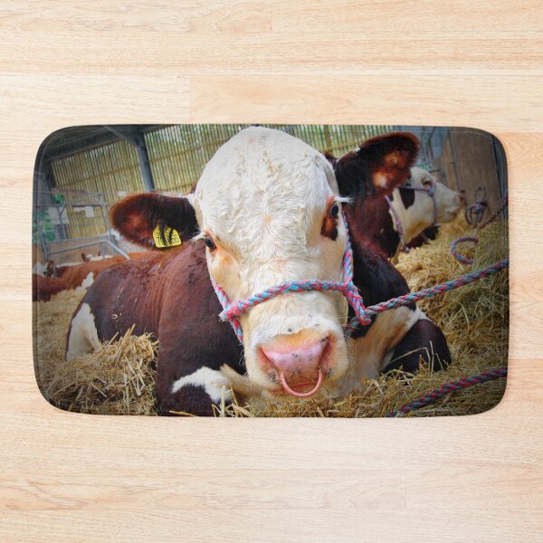 Item preview, Pedigree Hereford Cow Cattle designed and sold by AndyEvansPhotos.