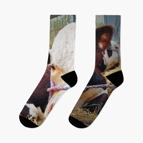 Item preview, Pedigree Hereford Cow Cattle designed and sold by AndyEvansPhotos.