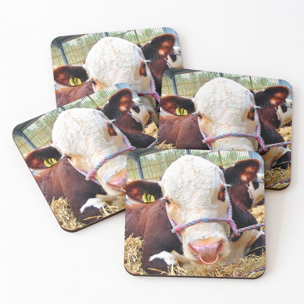 Item preview, Pedigree Hereford Cow Cattle designed and sold by AndyEvansPhotos.