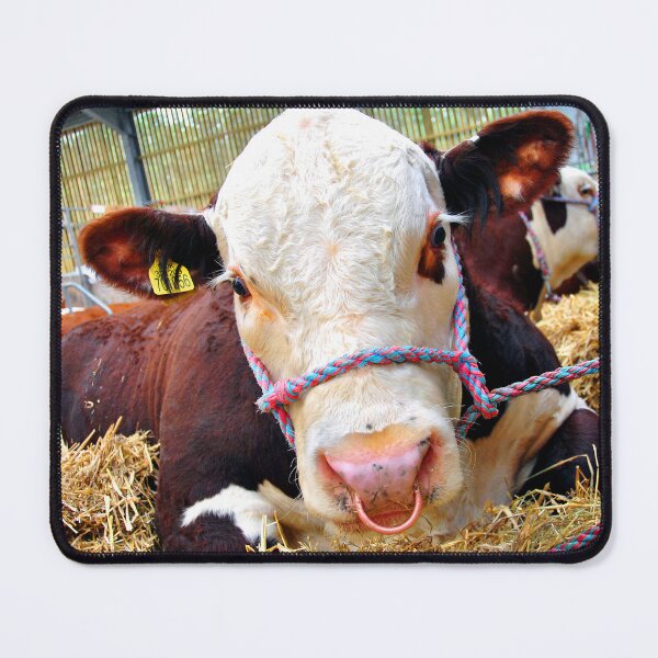 Item preview, Pedigree Hereford Cow Cattle designed and sold by AndyEvansPhotos.