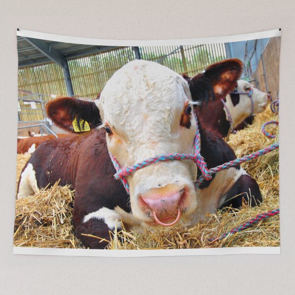 Item preview, Pedigree Hereford Cow Cattle designed and sold by AndyEvansPhotos.