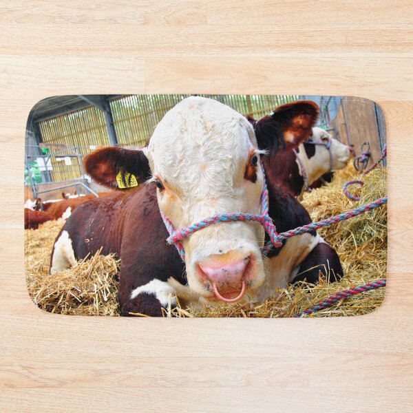 Item preview, Pedigree Hereford Cow Cattle designed and sold by AndyEvansPhotos.