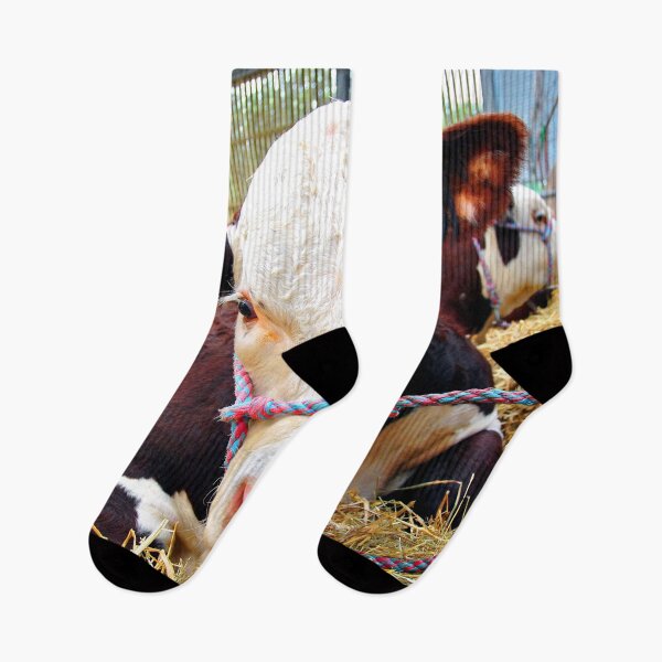Item preview, Pedigree Hereford Cow Cattle designed and sold by AndyEvansPhotos.