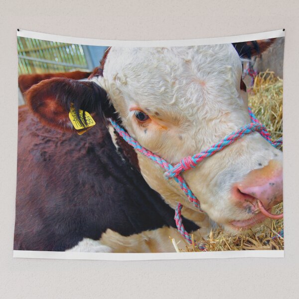 Item preview, Pedigree Hereford Cow Cattle designed and sold by AndyEvansPhotos.