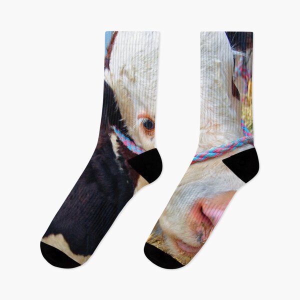 Item preview, Pedigree Hereford Cow Cattle designed and sold by AndyEvansPhotos.