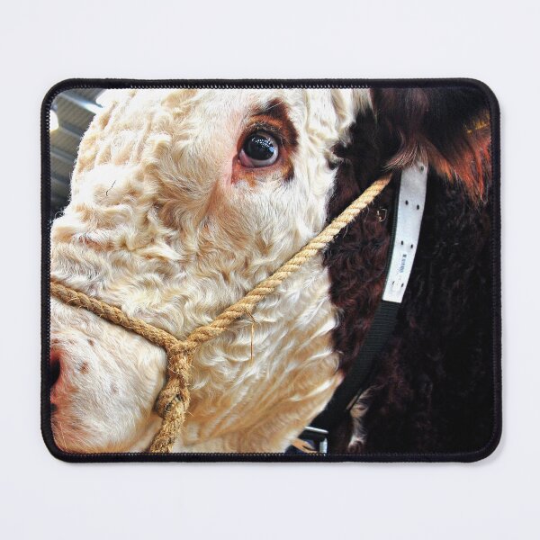 Item preview, Pedigree Hereford Cow Cattle designed and sold by AndyEvansPhotos.
