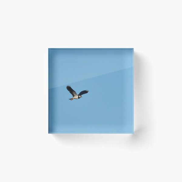 Item preview, Lap the  wings. Northern lapwing designed and sold by Jouko Lehto Photography.