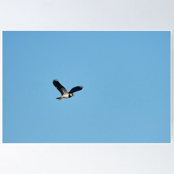 Item preview, Lap the  wings. Northern lapwing designed and sold by Jouko Lehto Photography.