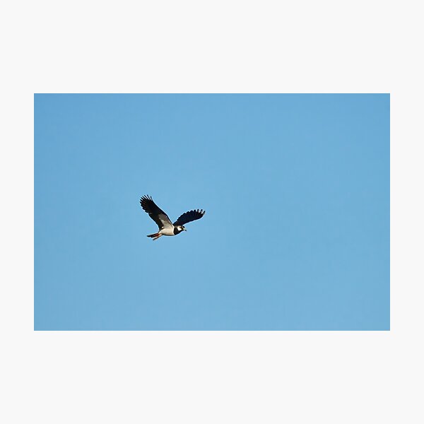 Item preview, Lap the  wings. Northern lapwing designed and sold by Jouko Lehto Photography.