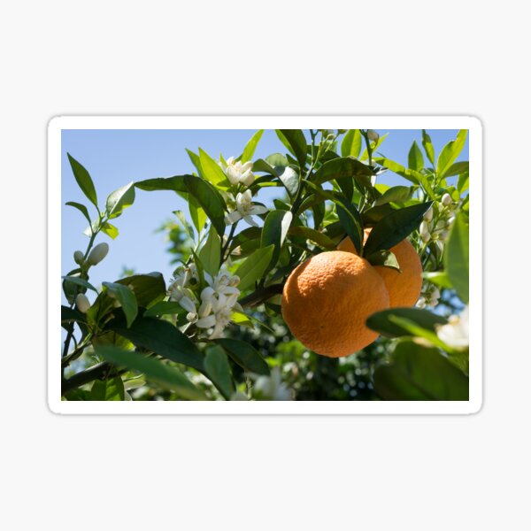 White blossoms, ripe oranges and floral beauty in the Mediterranean sunlight Sticker