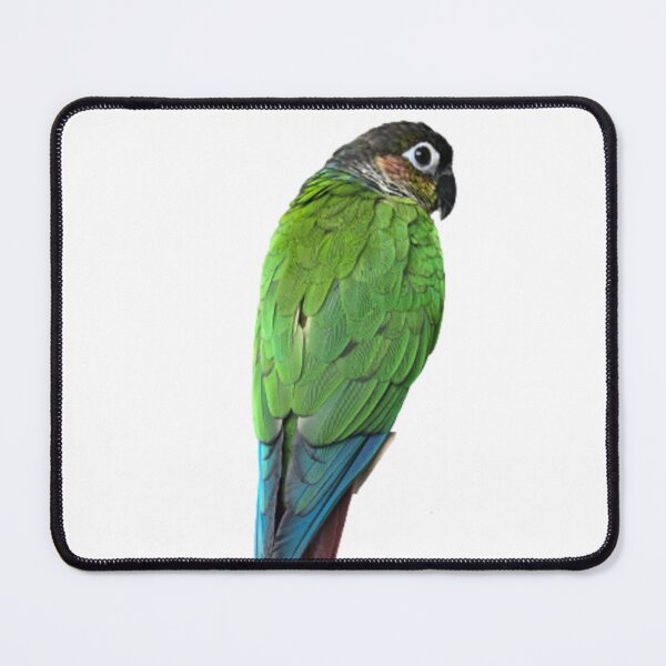 Item preview, Green Cheek Conure design | Conure | Small Parrot | Parakeet | Parrot lover designed and sold by TatianaLG.