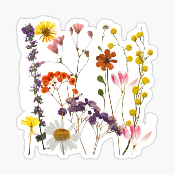 pressed flowers Sticker for Sale by vivienne G